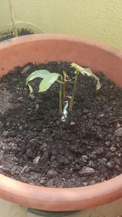Plantas mangas e piripiri barato