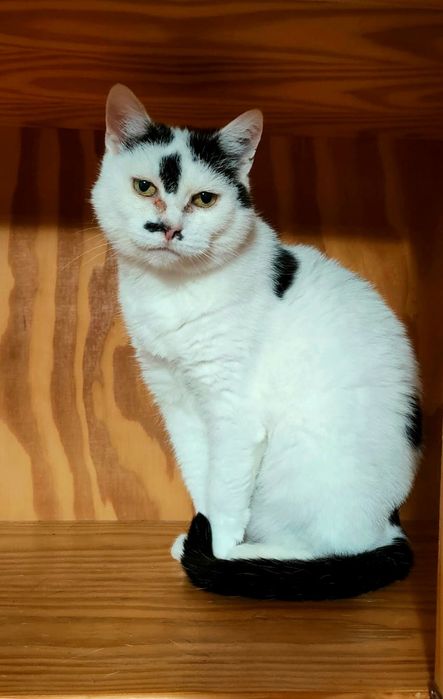 Kotka Ula szuka domu