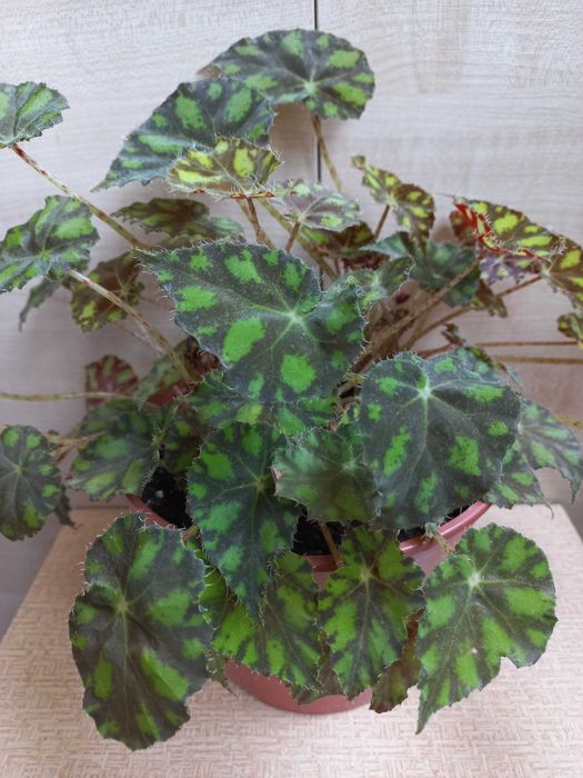 Бегония тигровая (комнатное растение)