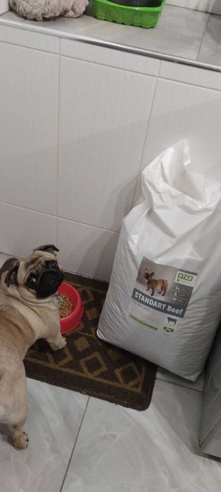 ПРЕМІАЛЬНІ корма для ваших ПЕСИКІВ від StarDeyl