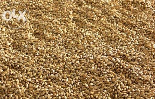 Pszenżyto worki 50kg