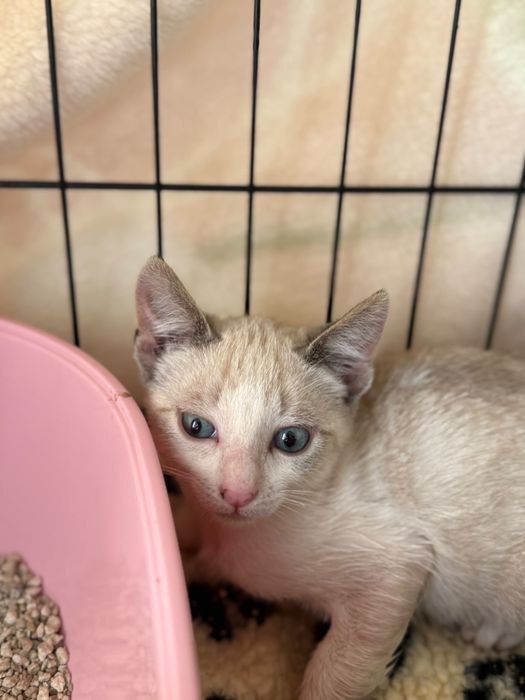 Gatos bebés para adoção responsável