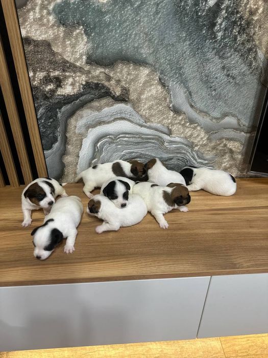 продам Джек Рассел
