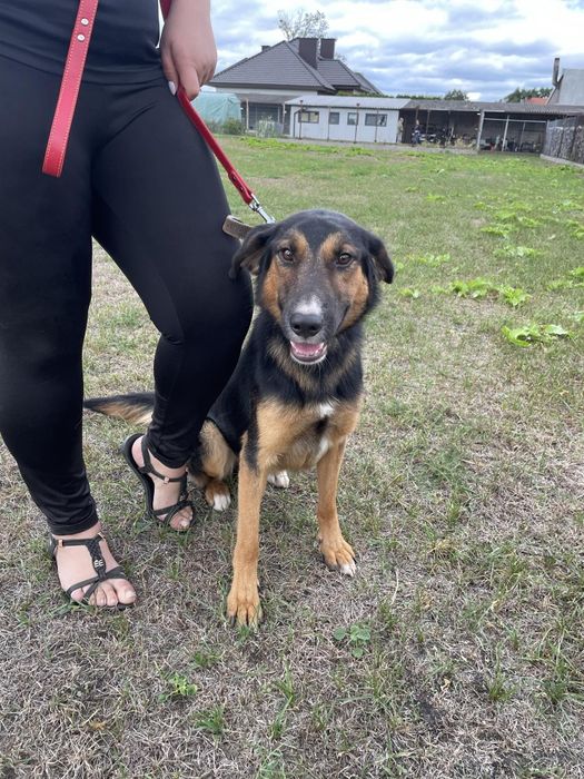 Wiktorek pies do adopcji