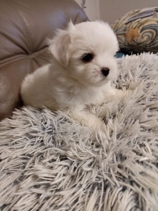 Maltańczyk piesek samiec malutki z Rodowodem Częstochowa