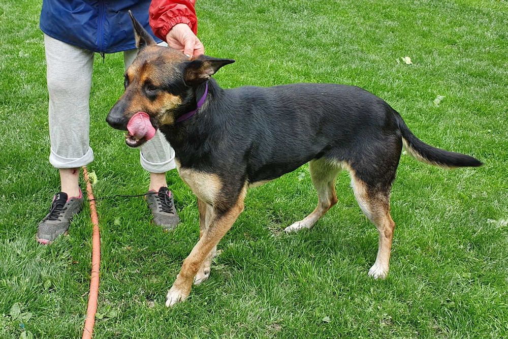 Sara - wilczkowata suczka