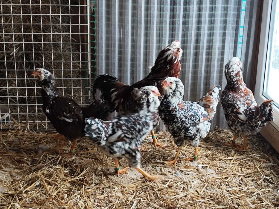 Orłowskie jaja lęgowe