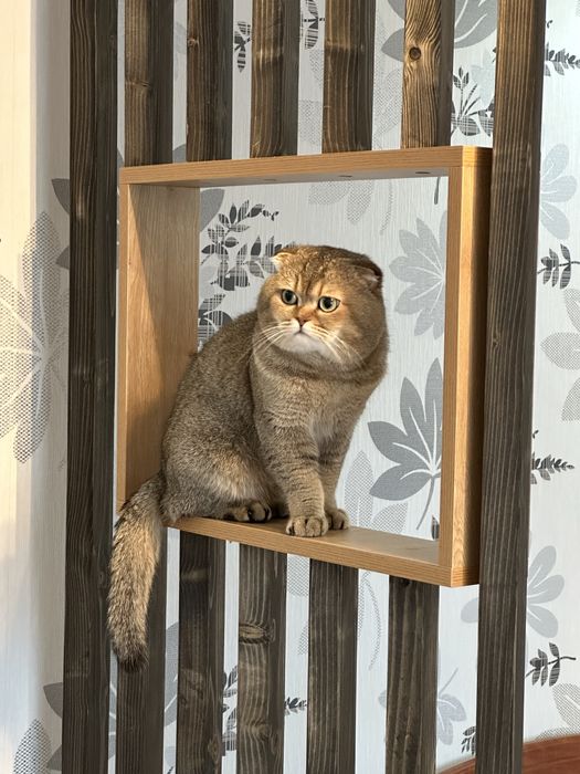 Кіт шотландець золота шиншила на вязку