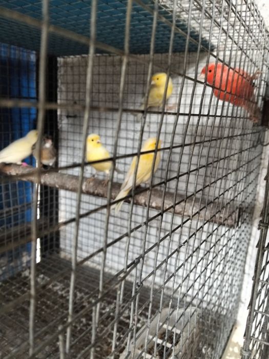 Cedência de várias aves