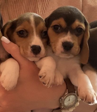 Цуценятка пооди бігль.