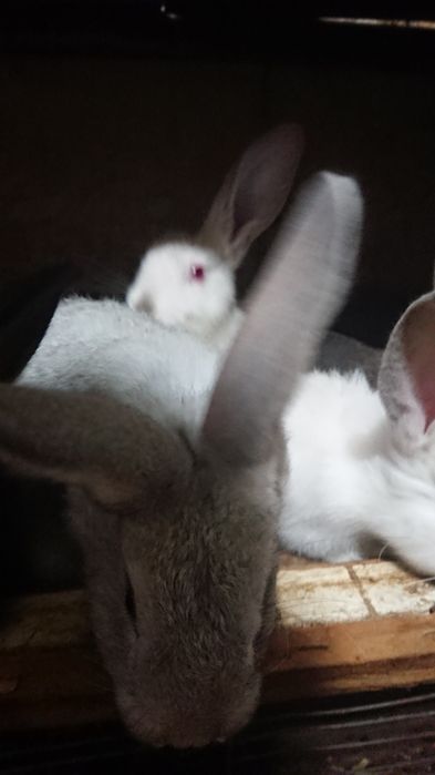 Крольчата красавцы.