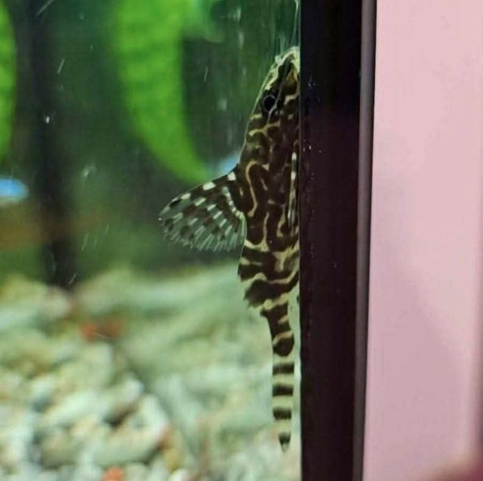 Sum synodontis euptera