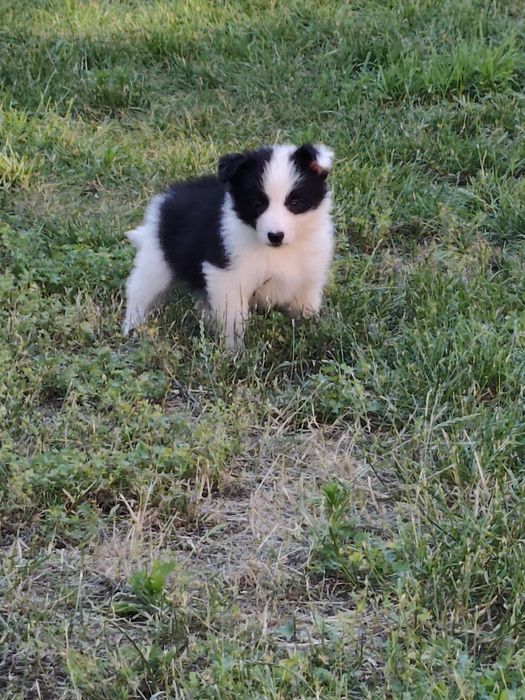 Suczka Border Collie