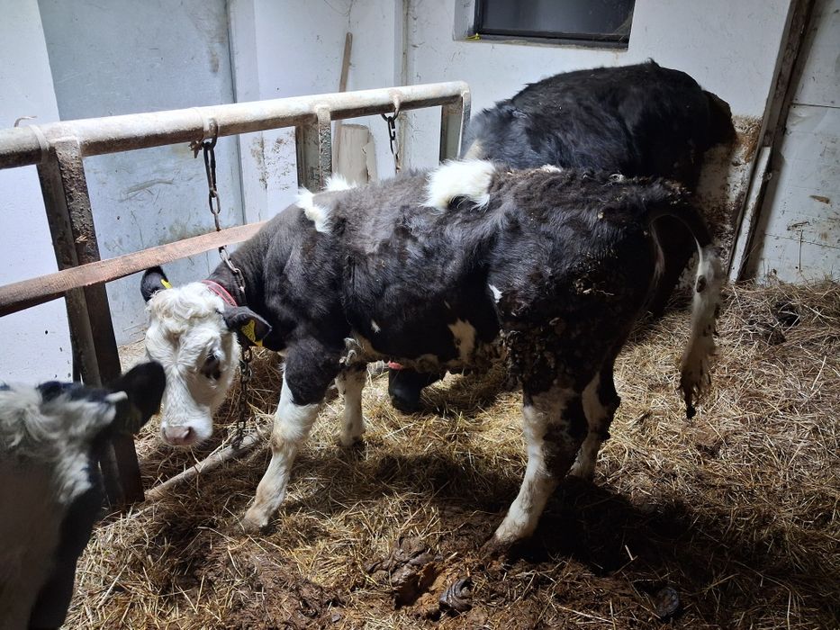 Jałoweczki byczek do chowu