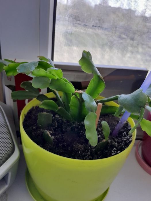 Спатефиллиум (женское счастье)