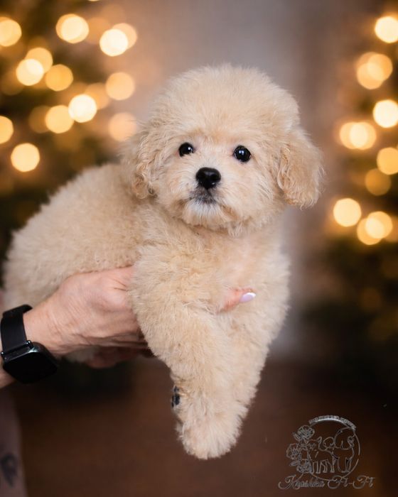 Щенята  мальтіпу