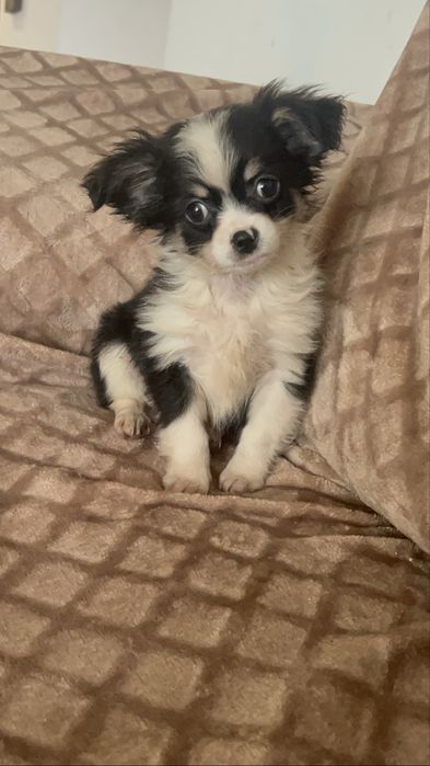 Maravilhoso chihuahua pelo comprido