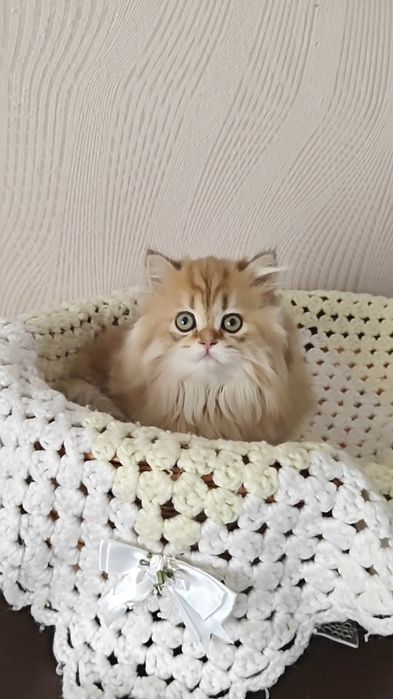 Золотая шиншилла длинношёрстный мальчик