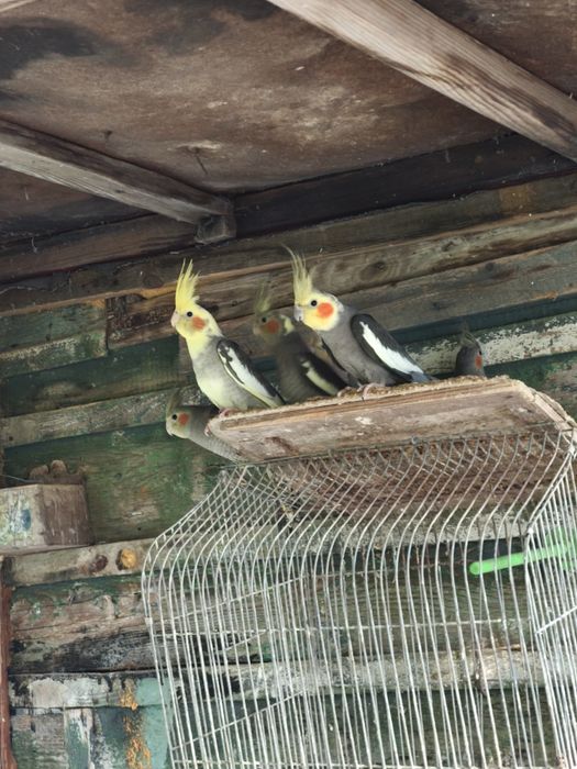 Papuga Nimfa papugi młode młoda