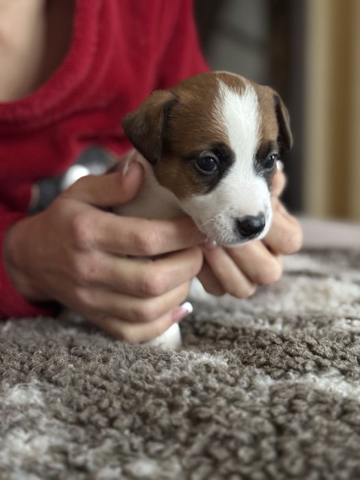 Найкращі малюки Джек Рассел терʼєра