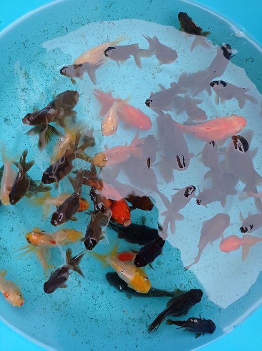 Kinguios orandas goldfish mistos