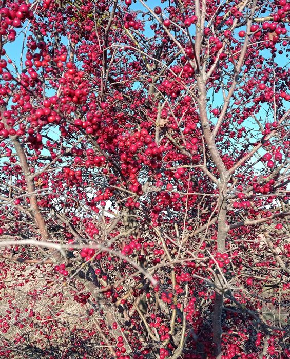 Глід, червона горобина, терен, шипшина, аронія, сушені і свіжі ягоди.