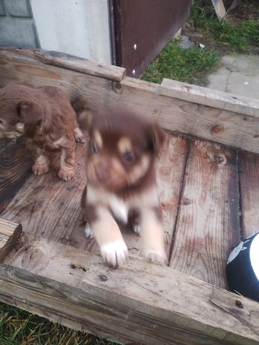 oddam pieski w dobre ręce