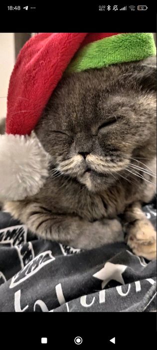 Безкоштовно кицька Шотландська веслоуха