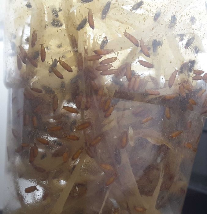 Muszki owocówki nieloty  z larwami  D.Hydei