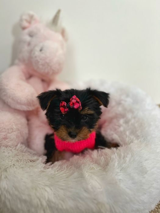 Мікро дівчинка йорк