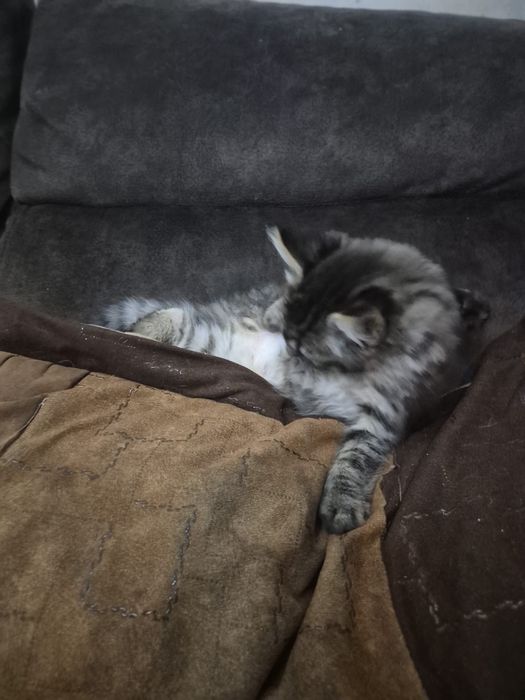 gatinho dos bosques