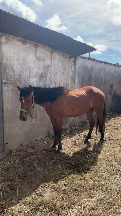 Vendo parelha de éguas
