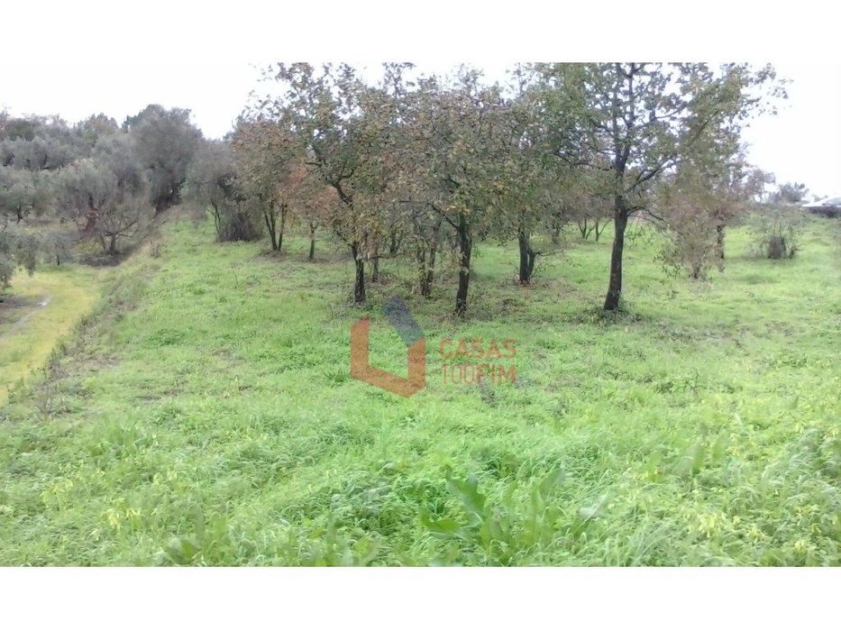 Terreno agricola com 1240 m2, Juncal, Porto de Mós