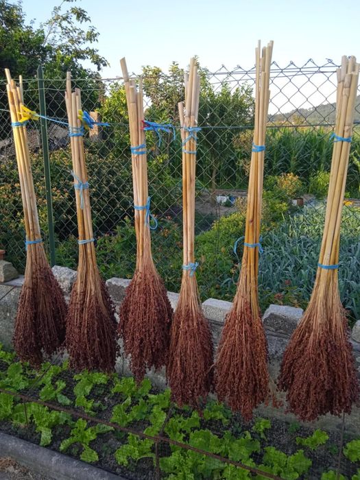 Vendo flores naturais secas para fazer arranjos