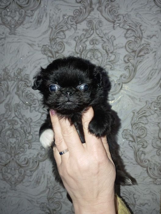 Хлопчики Пікінесики