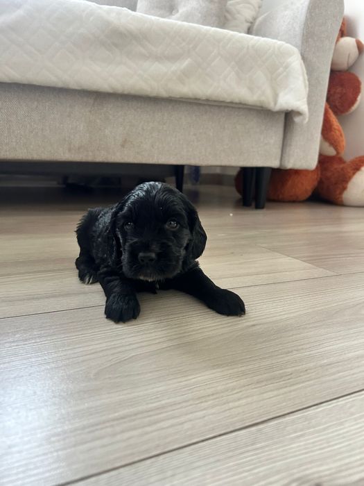 Piesek Cocker Spaniel Angielski