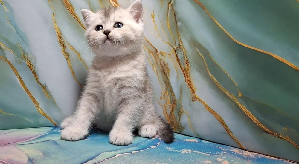 Ласковый котёнок короткошерстный