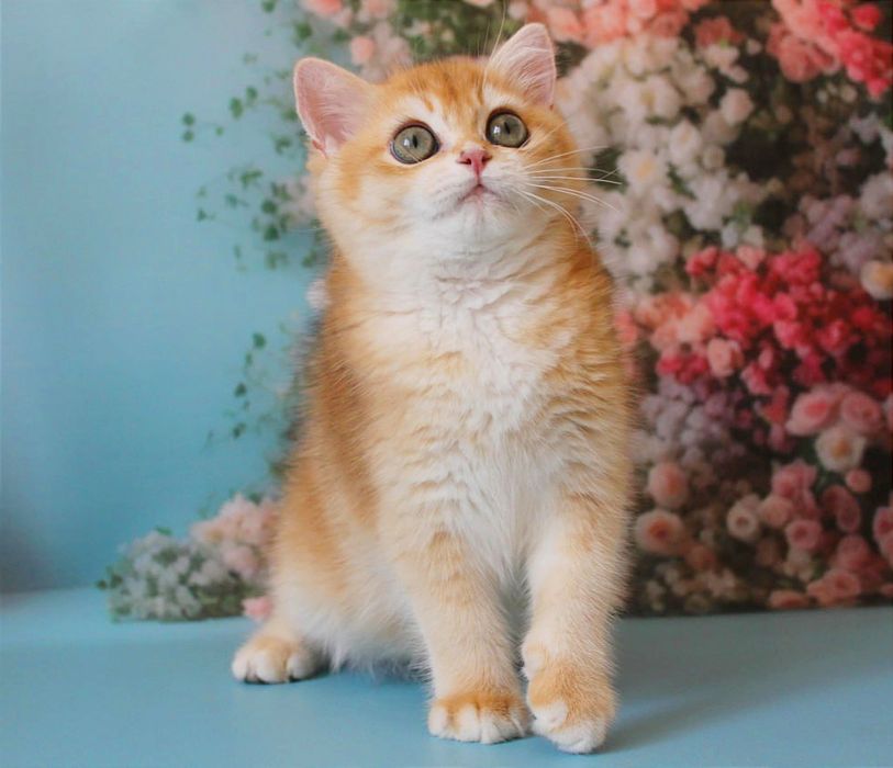 Британський золотий парубок хоче в родину