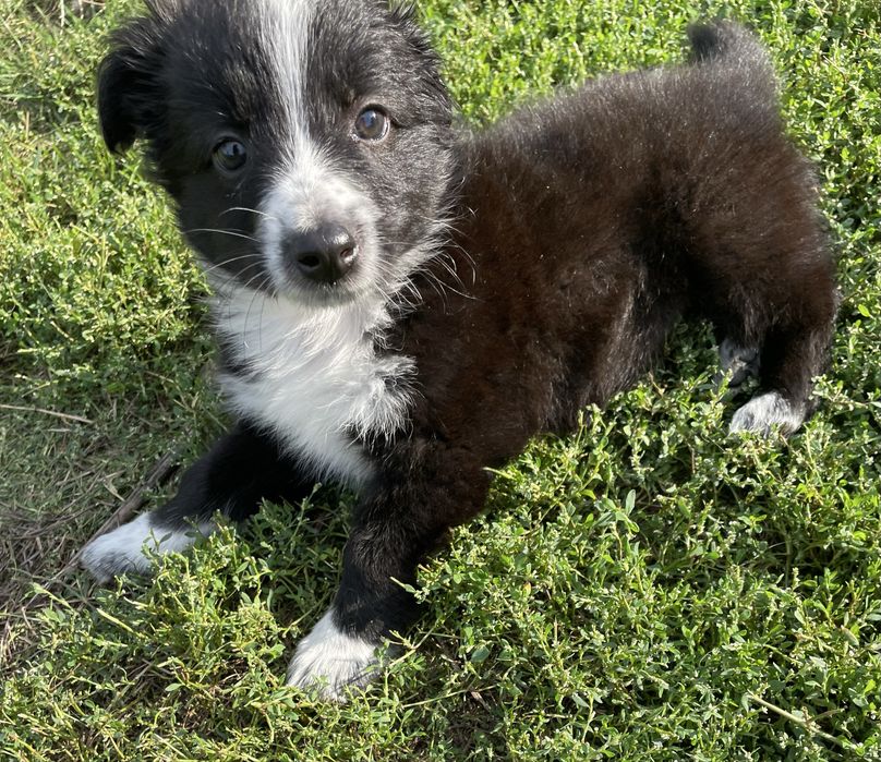Szczeniak do adopcji 3 mie