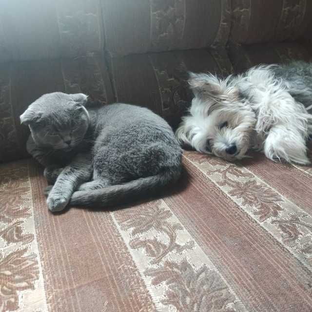 Вязка британской кошечки