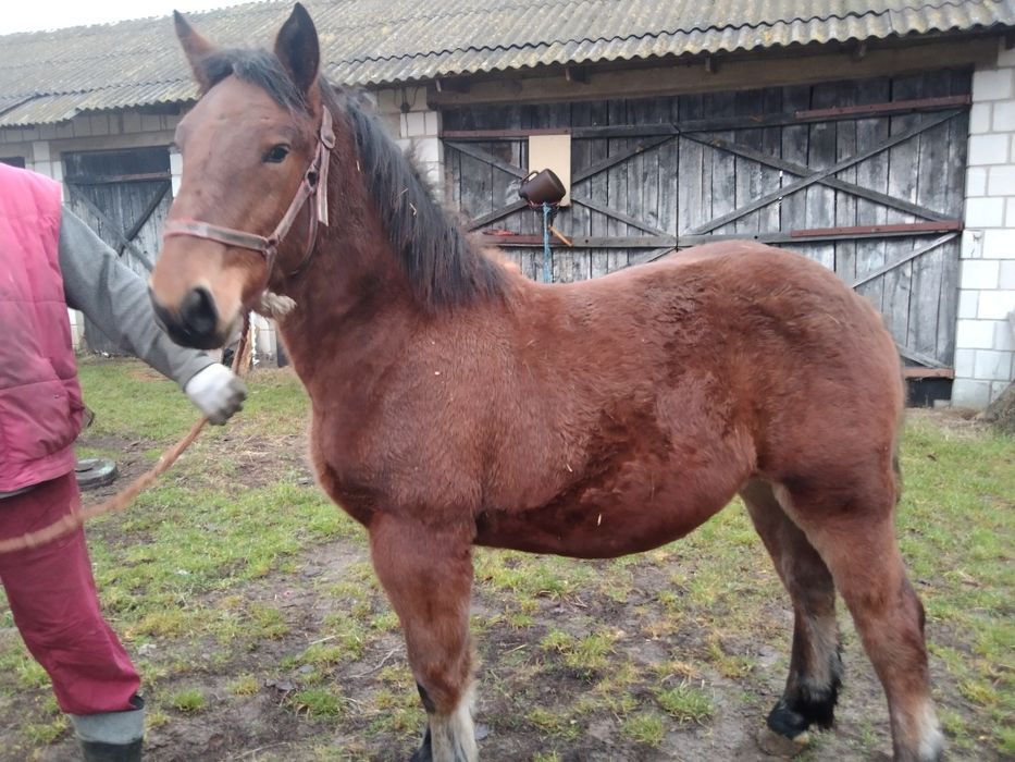 Sprzedam 2 źrebki zimnokrwiste