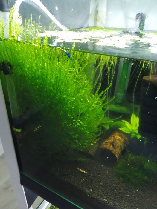 Planta de aquário Red Root Floaters/Riccia/Musgo Pelia/Salvinia Natans