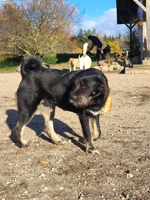 Nepal szuka domu, wspaniały, mądry szczeniak