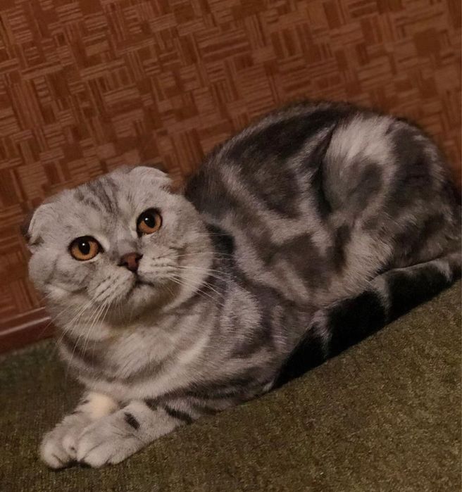 Шотландский вислоухий кот для вязки