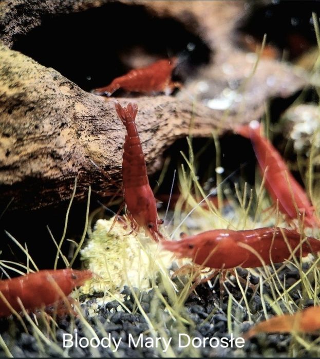 Bloody Mary.    Okazja!!! Likwidacja stada +Gratisy