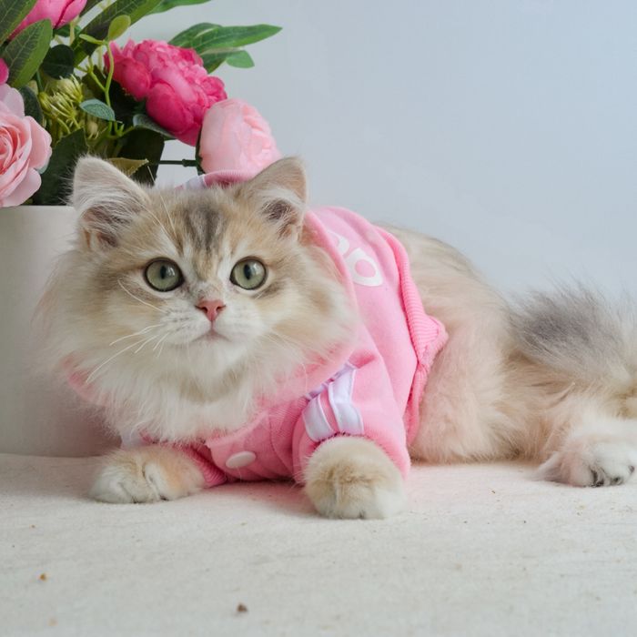 Київ. Котик блакитне золото