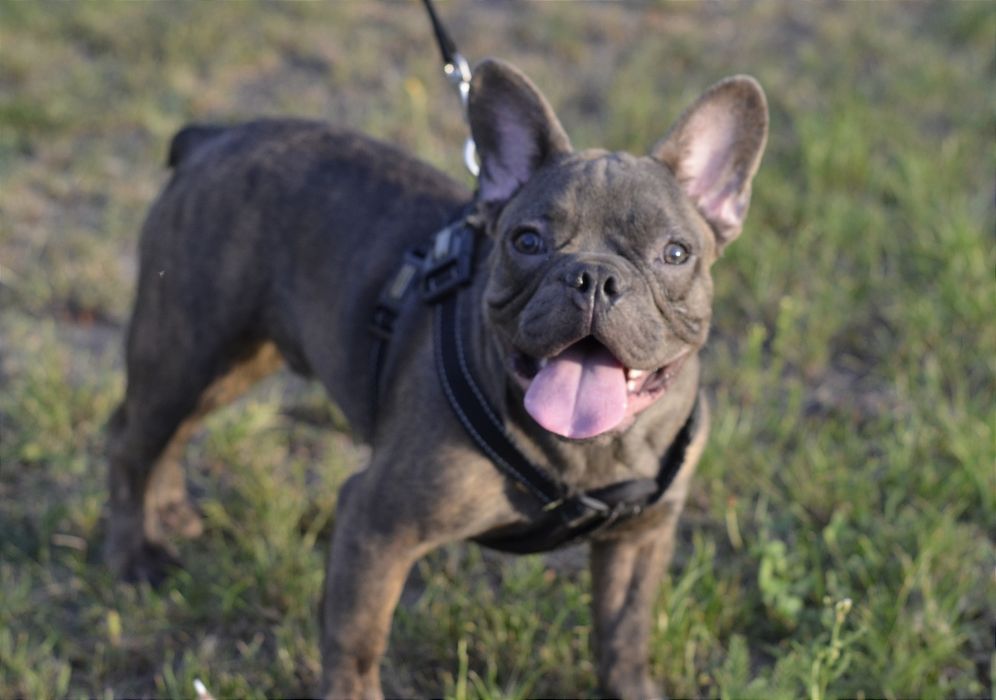 Блакитний хлопець