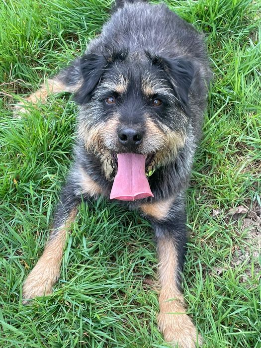 Cudny Ben szuka domu