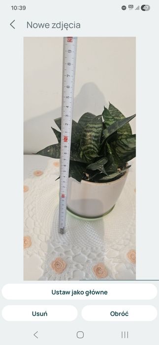Sansewieria zeylanica