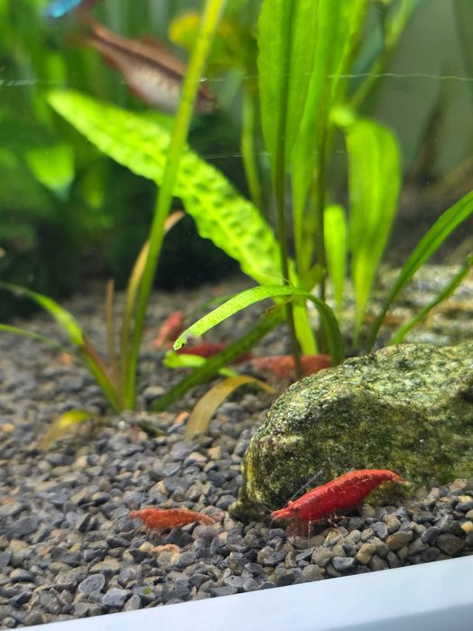 Akwarystyka/Krewetki red cherry